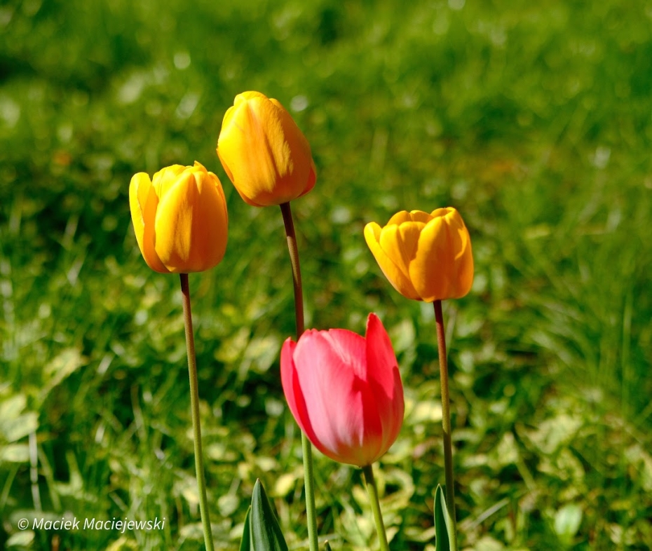 Wiosenne tulipany, kwiecień 2024 r. Fot. Maciej Maciejewski | IMGW-PIB