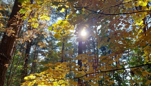 Jesień, las, słońce, fot. IMGW-PIB