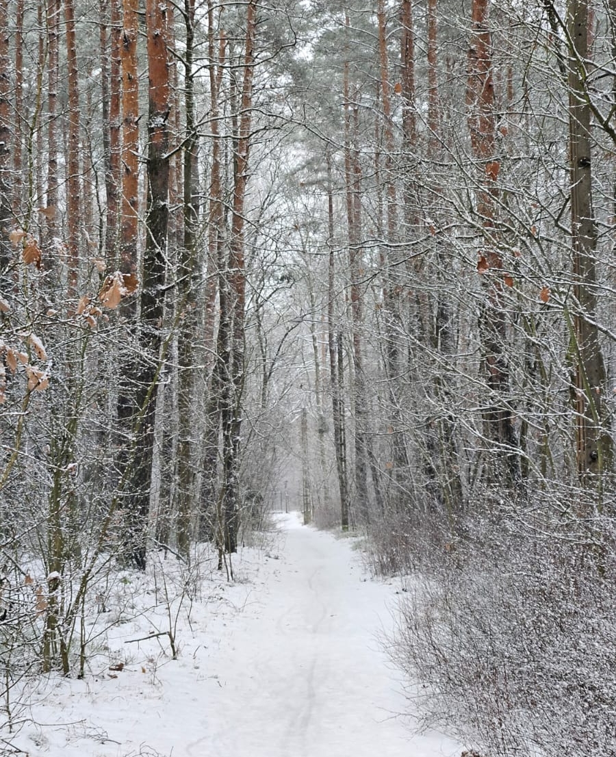 Zima w lesie, 15.01.2023 r. Fot. Izabela Adrian | IMGW-PIB