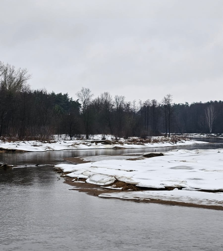 Rzeka Liwiec podczas roztopów, 24.01.2024 r. Fot. Izabela Adrian | IMGW-PIB