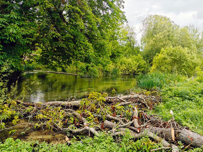 Obniżony brzeg i ułożone kawałki martwego drewna stymulujące odrodzenie nadrzecznej strefy buforowej na rzece Bourne Rivulet, Lower Wyke Farm. Fot. Ilona Biedroń.
