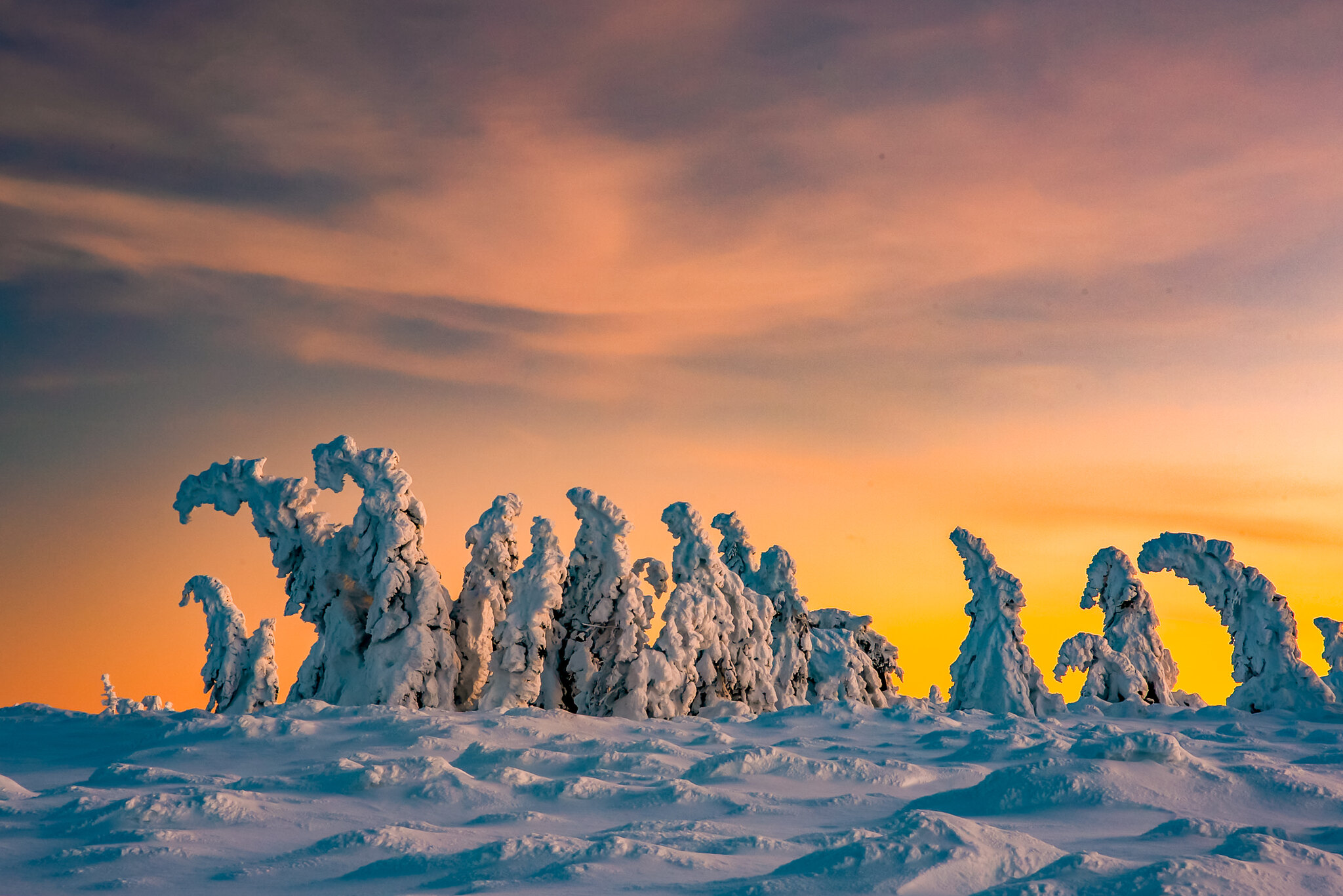 Zdjęcie zatytułowane „Snow-monsters” zostało wykonane 18 grudnia 2022 roku na Równi pod Śnieżką. Przedstawia ośnieżone świerki o zachodzie słońca.