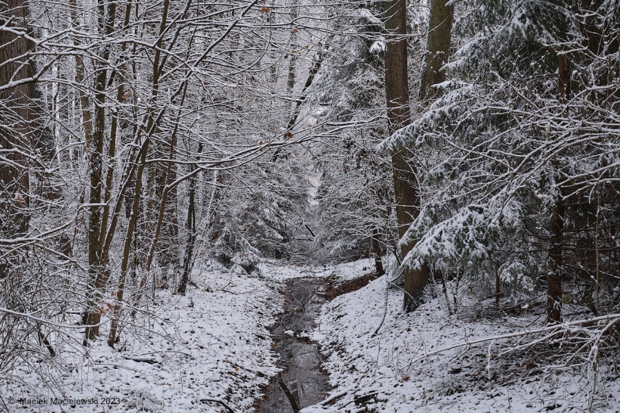 Podlaski las w śniegu. Fot. Maciej Maciejewski | IMGW-PIB
