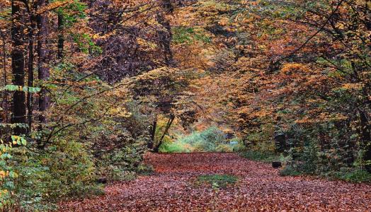 Jesienny las, fot. Maciek Maciejewski | IMGW-PIB