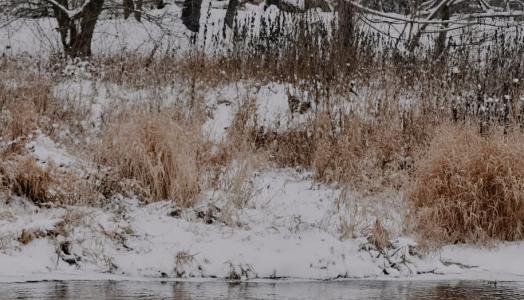 Zimowa rzeka Liwiec, 14.12.2022 r. Fot. Izabela Adrian | IMGW-PIB
