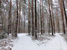 Zimowe warunki w lesie, 24.11.2022 r. Fot. Izabela Adrian | IMGW-PIB