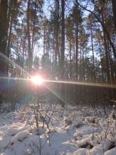 Zima w lesie, 04.02.2023 r. Fot. Izabela Adrian | IMGW-PIB.