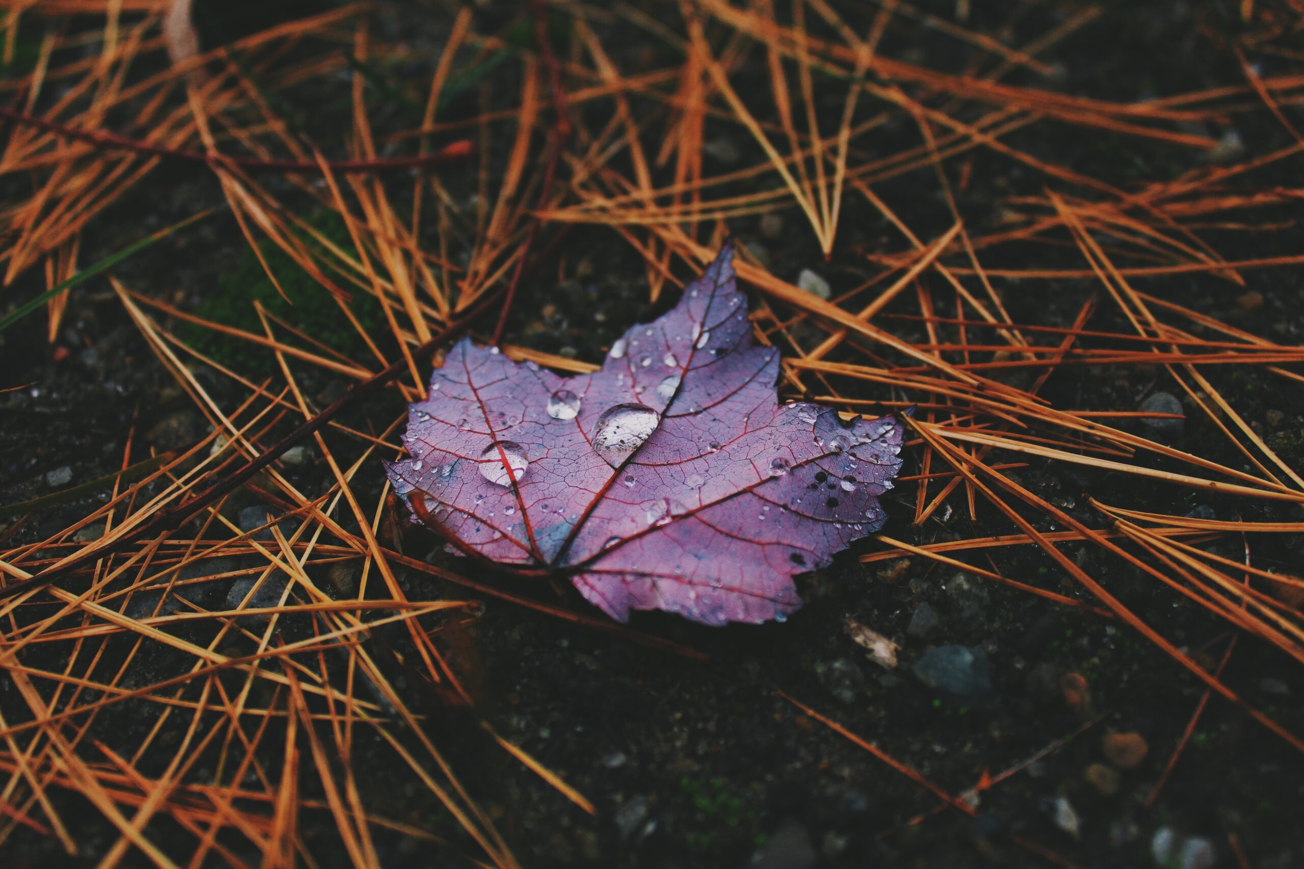 Prognoza pogody na najbliższy tydzień (30.09-06.10.2019)