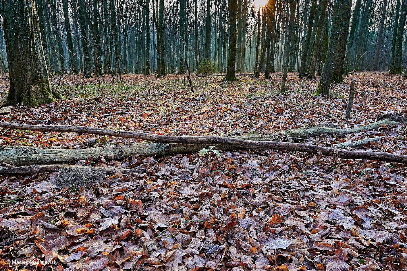 Prognoza pogody na najbliższy tydzień (16.12 – 22.12.2019)
