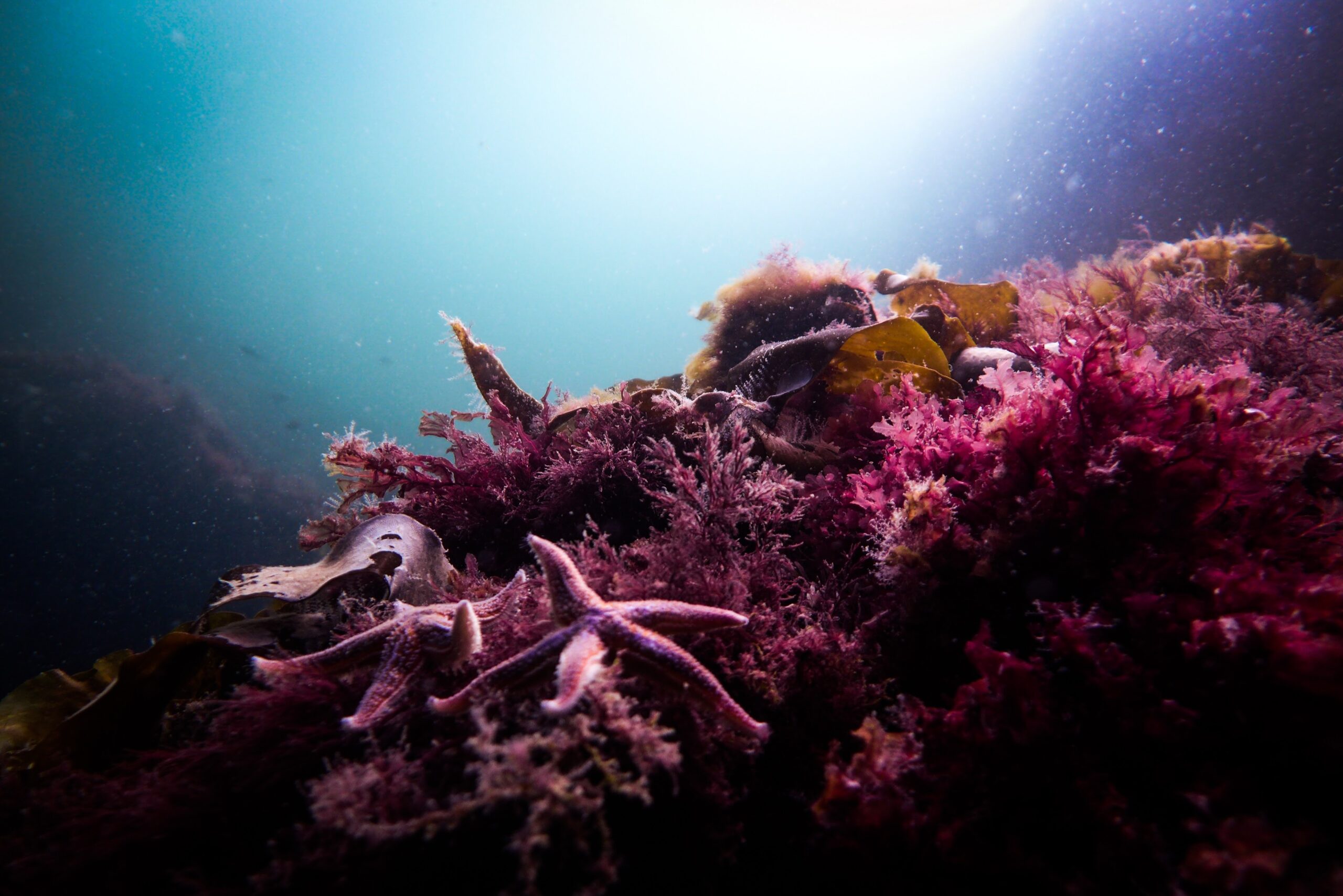 IMGW-PIB: Zakwaszenie oceanów i mórz wzrasta
