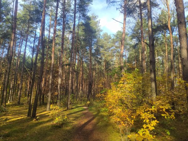 Aktualizacja prognozy synoptycznej na najbliższy weekend 30.10-01.11.2020 r.
