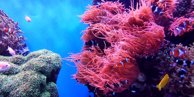 Życie w Oceanach umiera