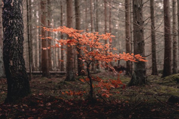 IMGW-PIB: Eksperymentalna prognoza długoterminowa temperatury i opadu na październik – grudzień 2021 roku