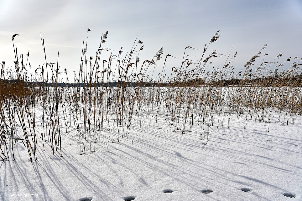 IMGW-PIB: Prognoza synoptyczna na 48 tydzień roku (29.11-05.12.2021 r.)