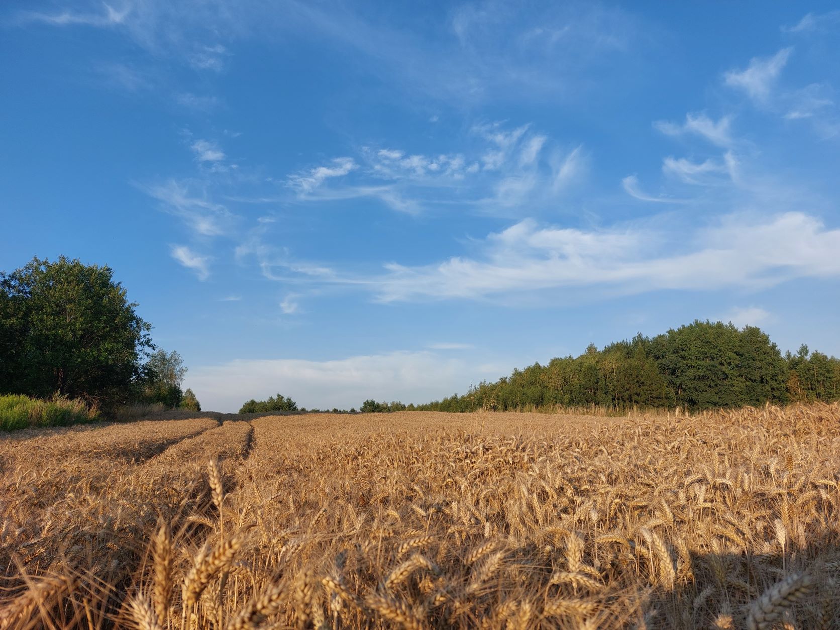 IMGW-PIB: Prognoza synoptyczna na 32 tydzień roku (08-14.08.2022)