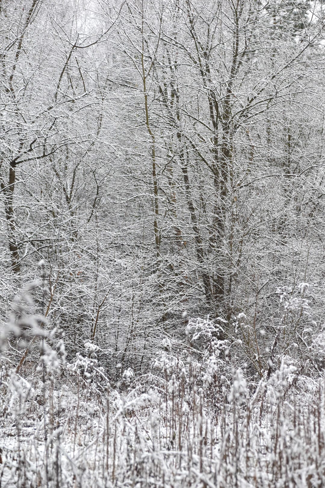 Prognoza synoptyczna na 5 tydzień roku (30.01-05.02.2023)