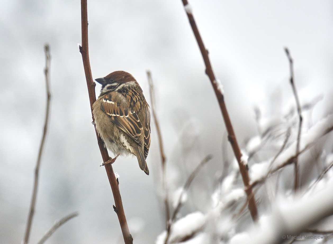 Prognoza synoptyczna na 13 tydzień roku (27.03-02.04.2023)