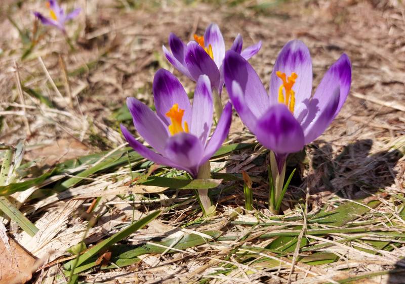 Prognoza meteorologiczna i szczegółowa prognoza hydrologiczna na kolejne 7 dni (28.04-04.05.2023 r.)