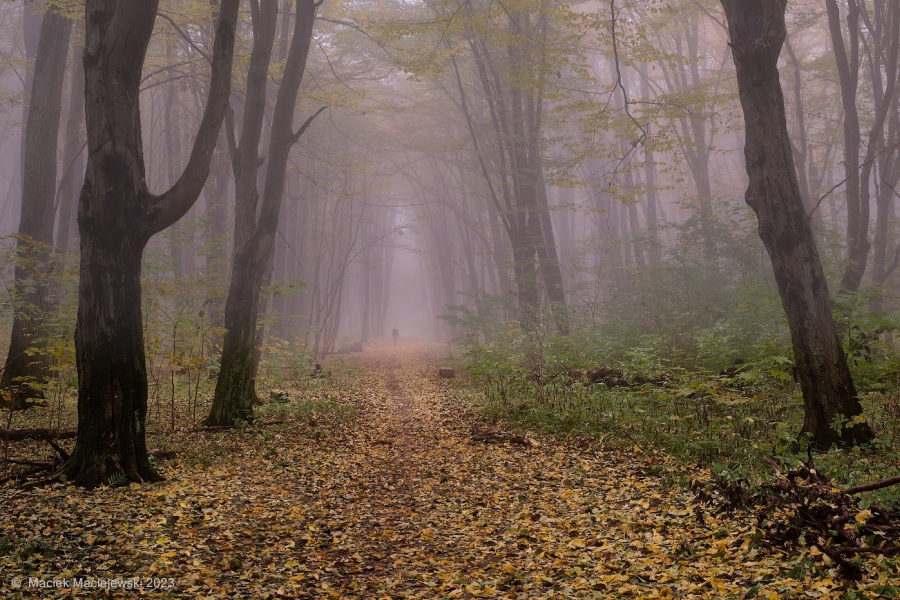 Synoptyczna prognoza pogody na weekend 27-29.10.2023 r.