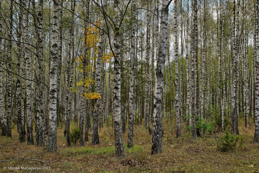 Prognoza synoptyczna na 43 tydzień roku (23-29.10.2023)
