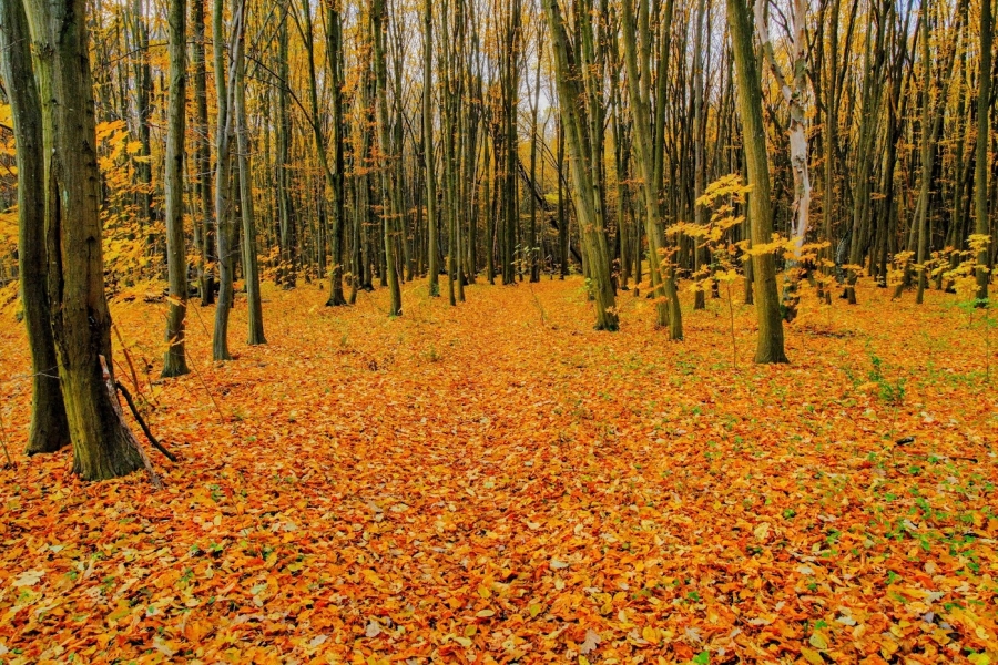 Synoptyczna prognoza pogody na weekend 10-12.11.2023 r.