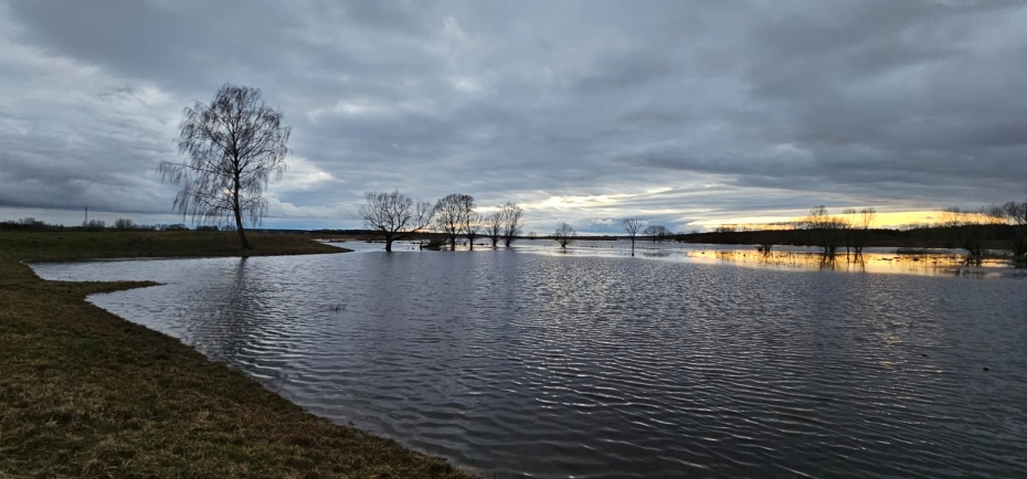 Rozlewiska Narwi na Podlasiu, 17.02.2024 r. Fot. Grzegorz Walijewski | IMGW-PIB