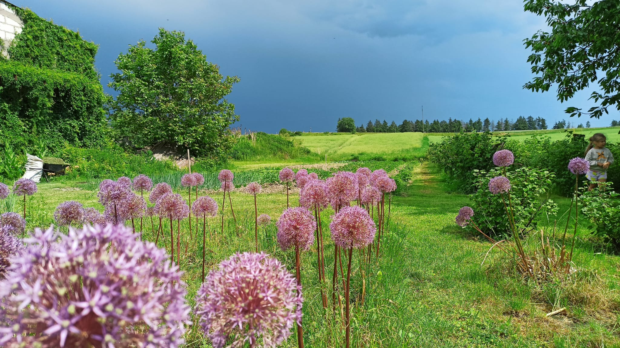 Prognoza meteorologiczna i szczegółowa prognoza hydrologiczna  na kolejne 7 dni (01-07.06.2024 r.)