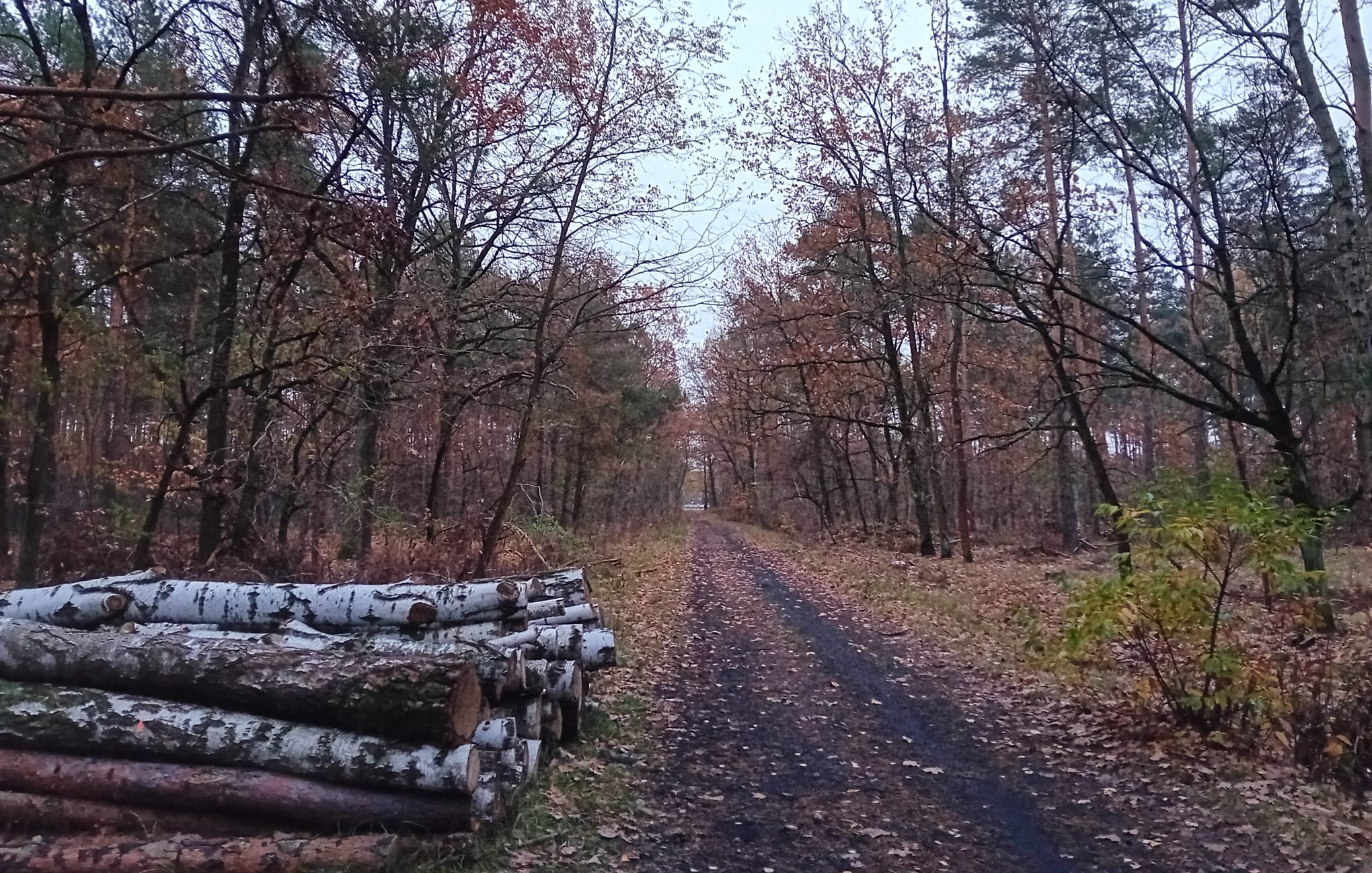 Prognoza synoptyczna na 46. tydzień roku (12-17.11.2024 r.)