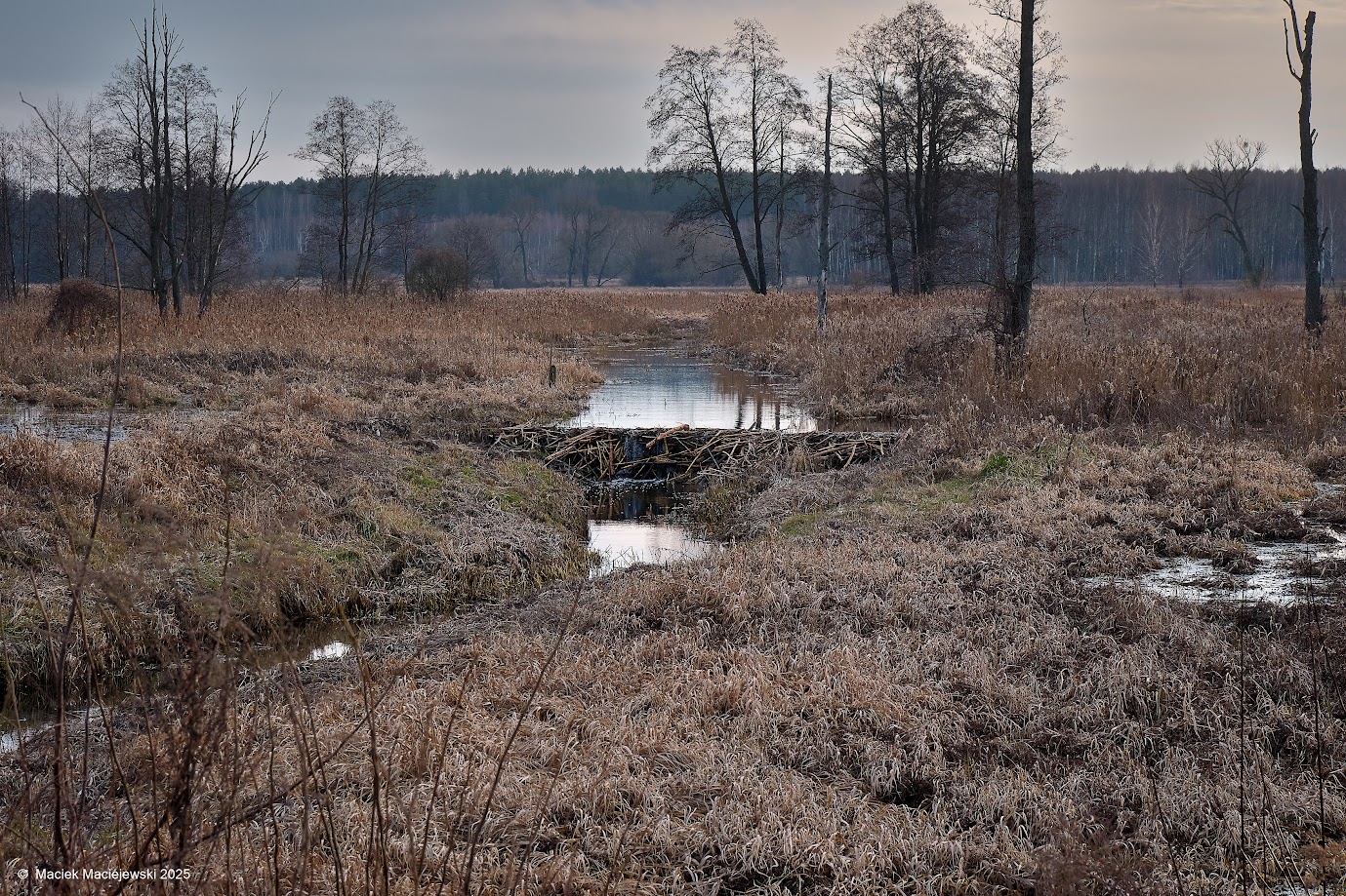 Synoptyczna prognoza pogody na weekend 31.01-02.02.2025 r.