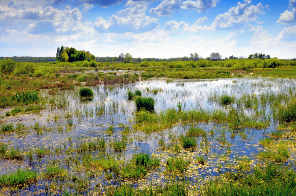 Poleski Park Narodowy. Wiosenne rozlewiska rzeki Mietiułki - efekt programu renaturyzacji. Fot. T.J. Chmielewski