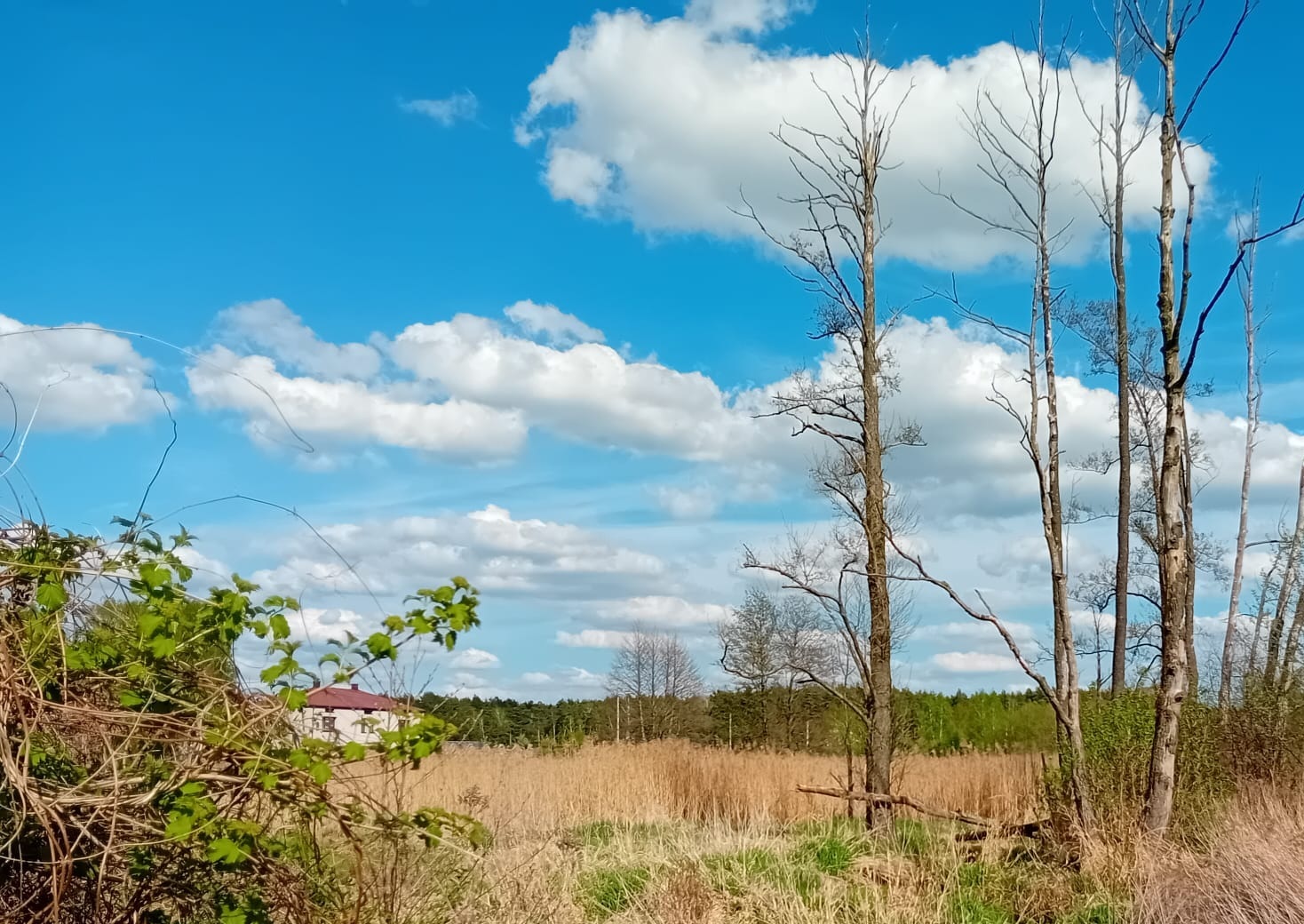 Prognoza synoptyczna na 17. tydzień roku (22-27.04.2025 r.)
