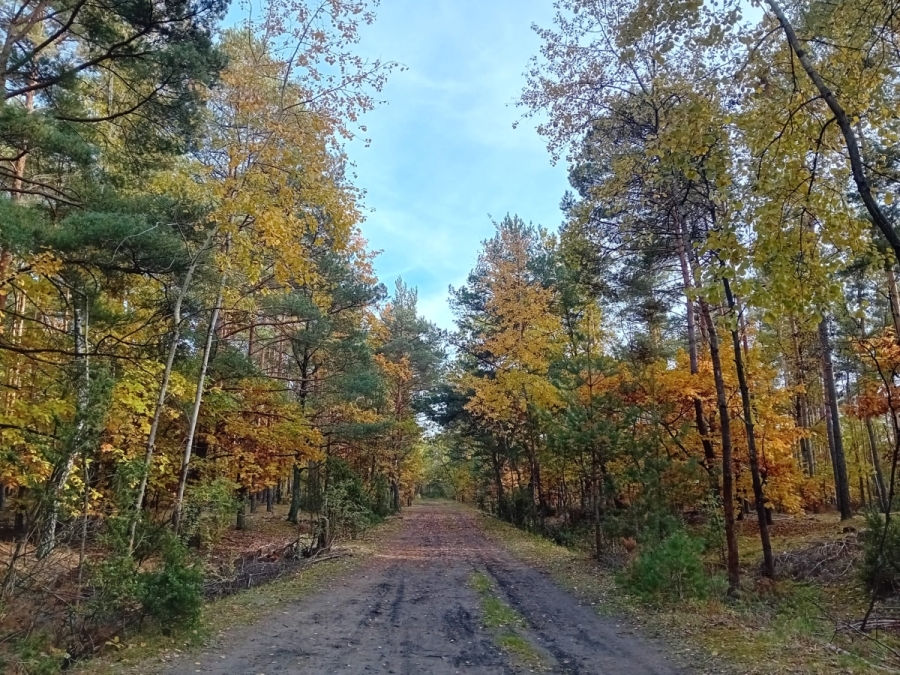 Prognoza synoptyczna na 43. tydzień roku (21-27.10.2024 r.)