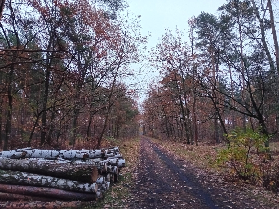 Prognoza synoptyczna na 46. tydzień roku (12-17.11.2024 r.)