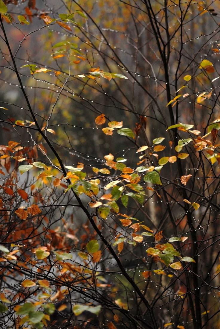 Synoptyczna prognoza pogody od 10.10.2025 do 12.10.2025 r.
