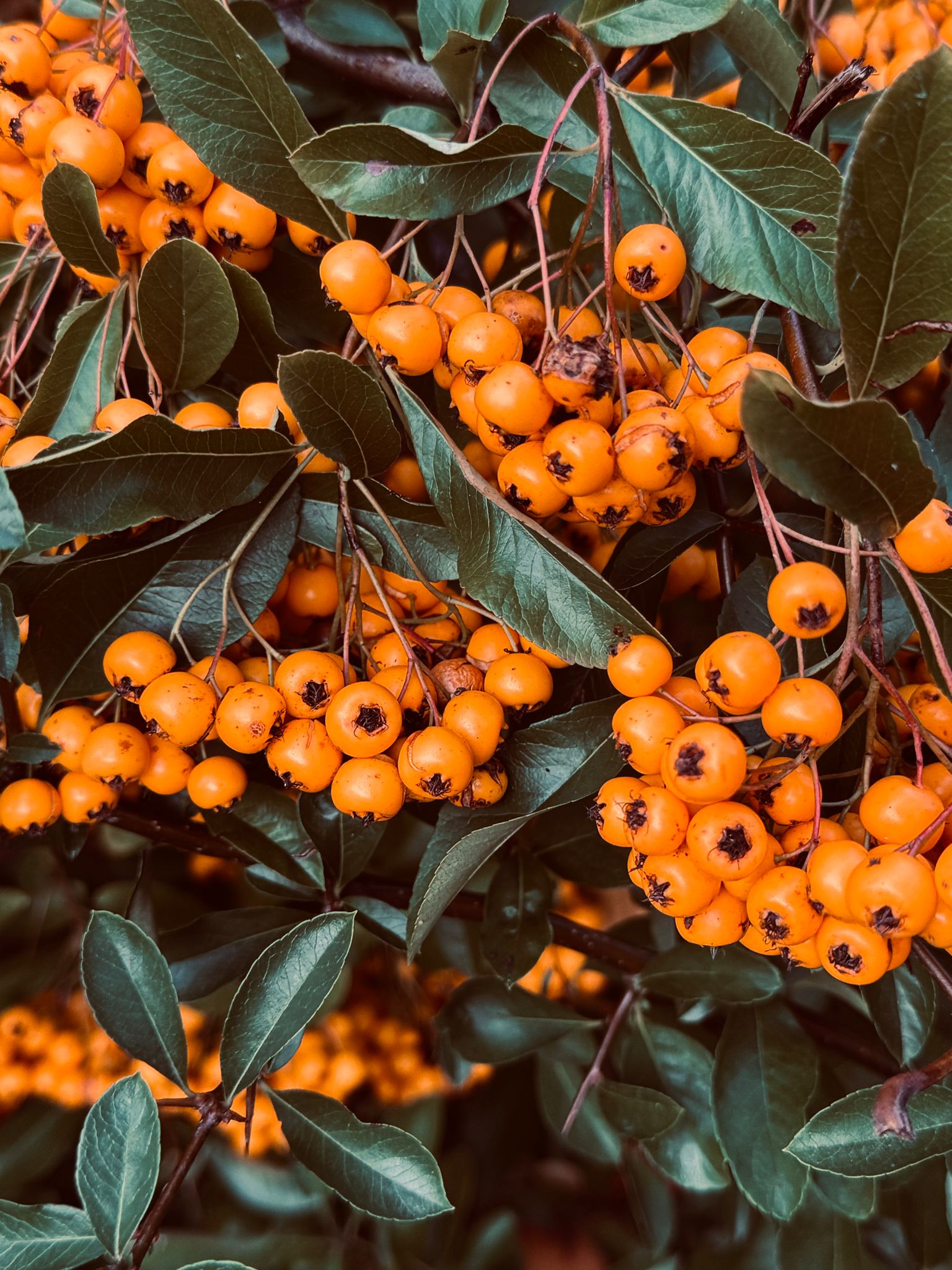 Prognoza pogody na tydzień 30.10 – 06.11.2025