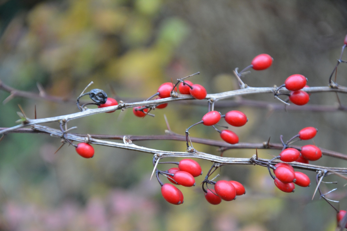 Prognoza pogody na tydzień 08.12 – 14.12.2025