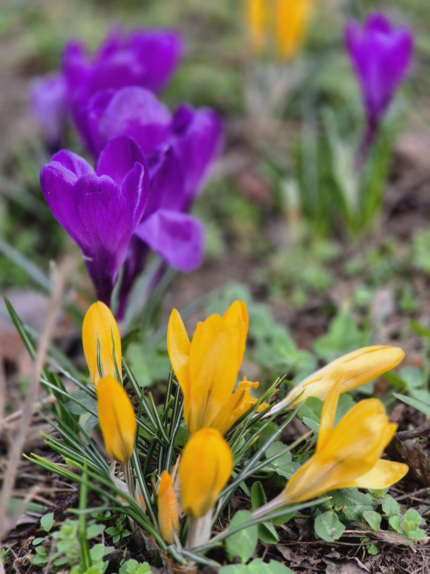 Prognoza pogody na tydzień 16.03. – 22.03.2026
