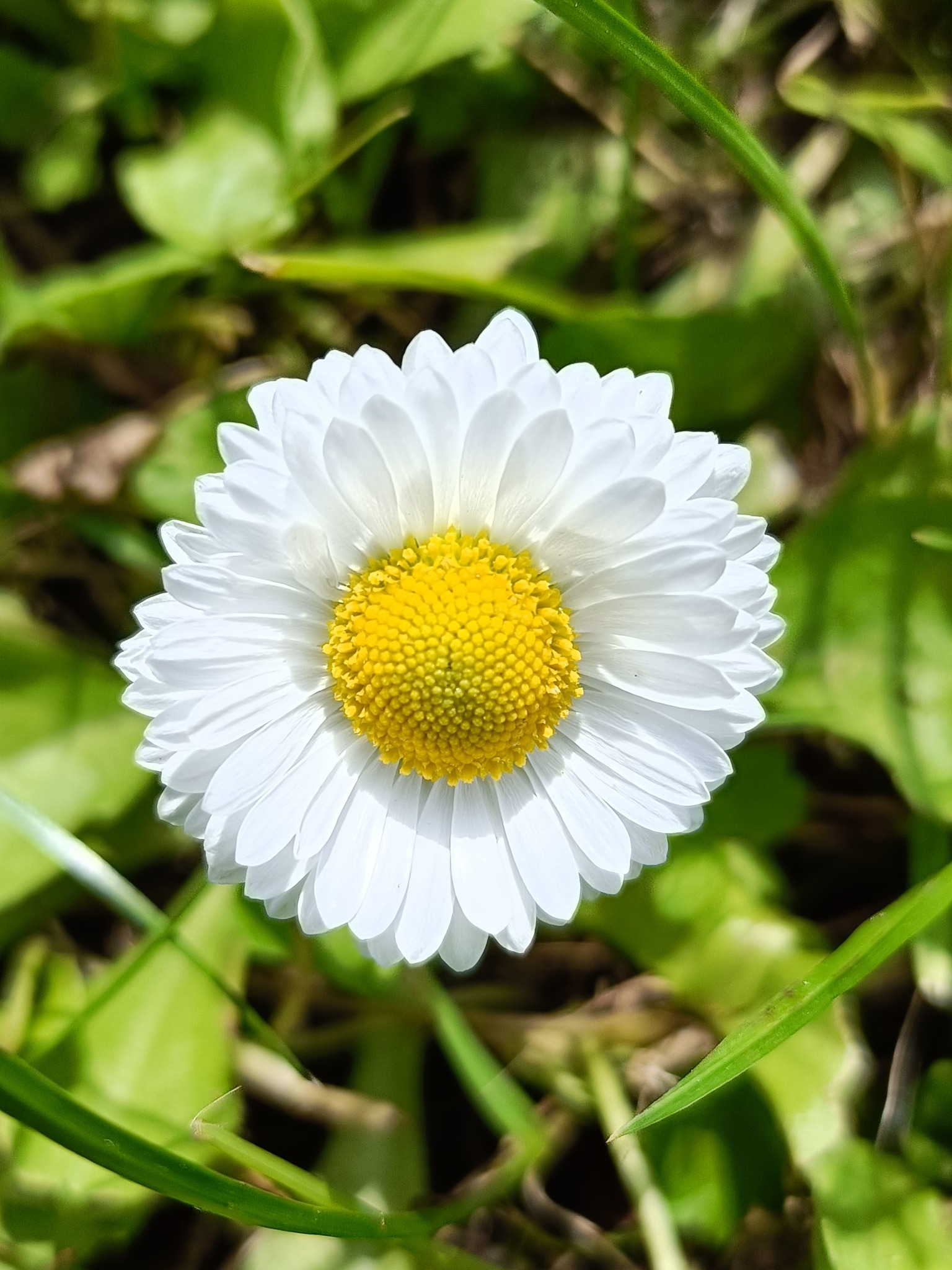 Prognoza pogody na tydzień 29.05-04.06.2026