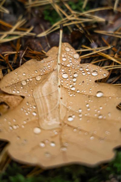 Synoptyczna prognoza pogody od 23.10.2026 do 25.10.2026 r.